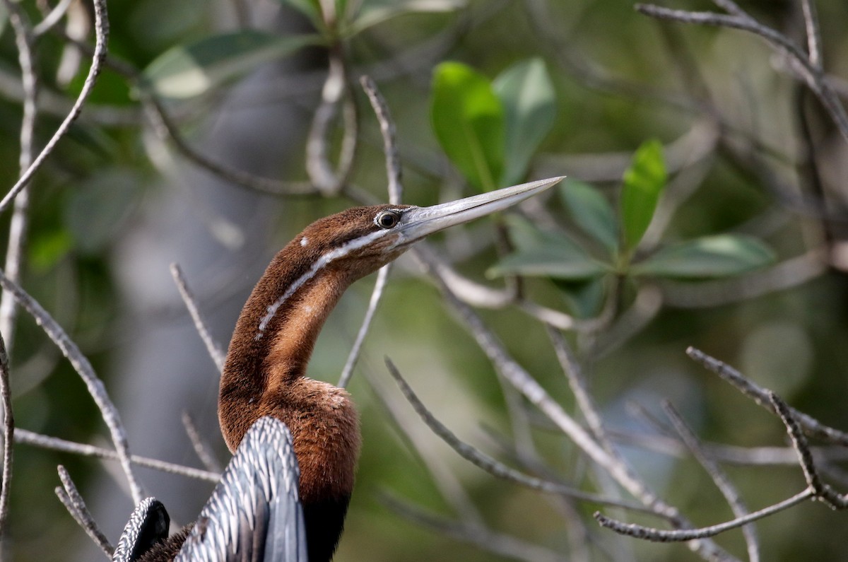 Afrika-Schlangenhalsvogel - ML142510021