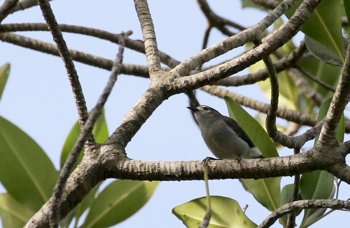 Mouse-brown Sunbird - ML142510071