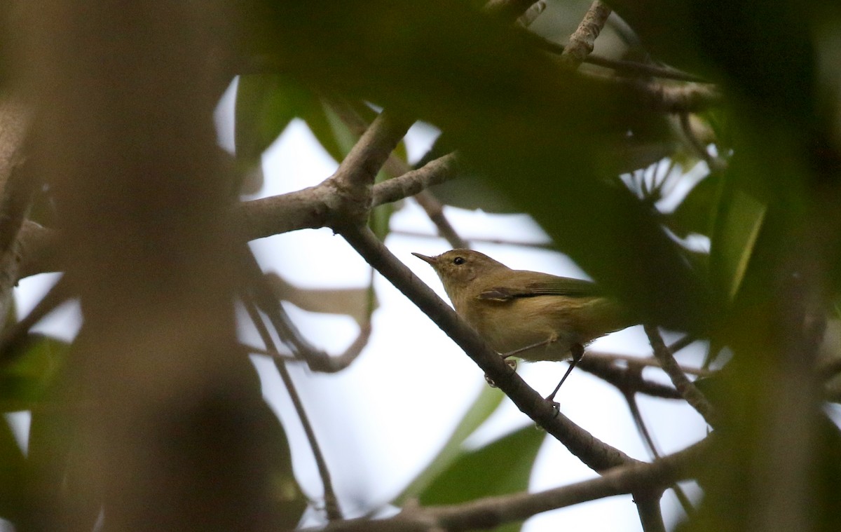 Mosquitero Común (grupo collybita) - ML142510321