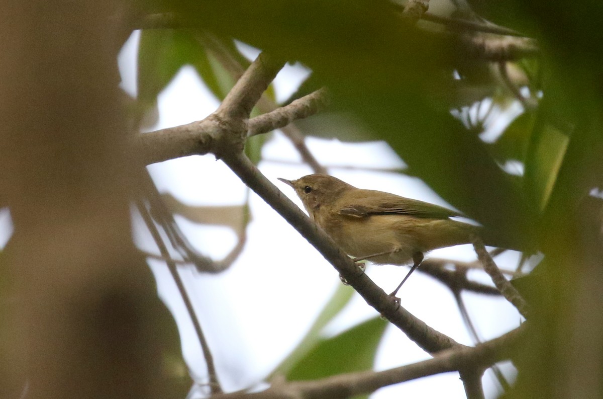 Mosquitero Común (grupo collybita) - ML142510331