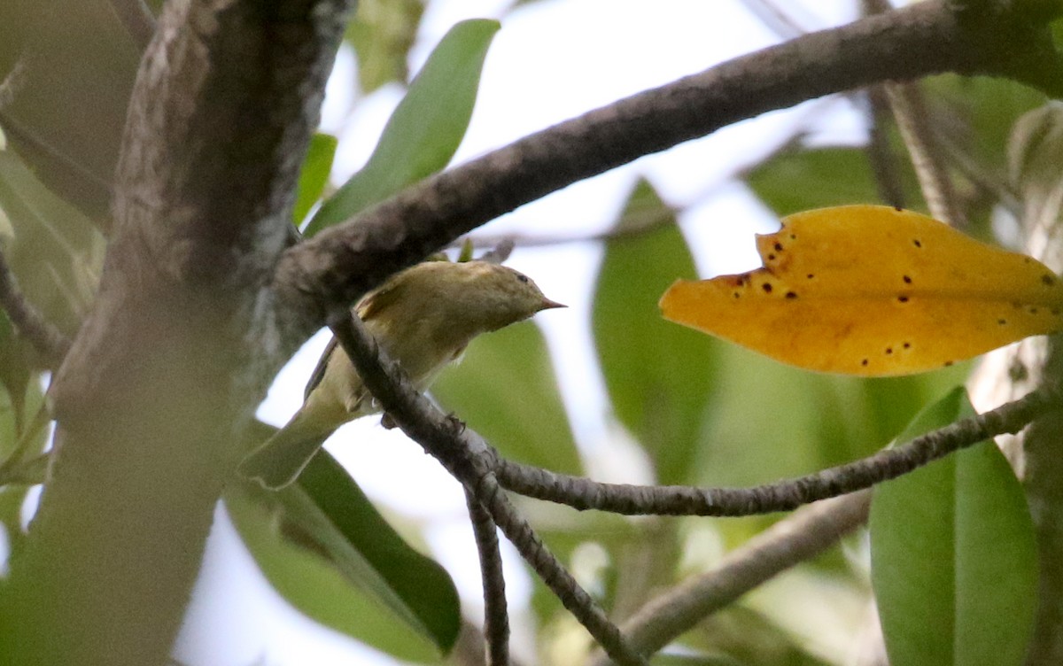 Mosquitero Común (grupo collybita) - ML142510381