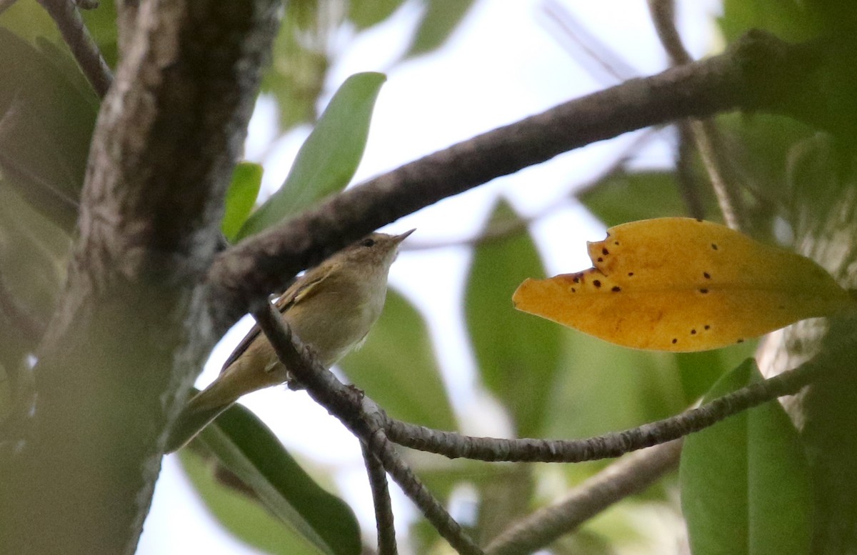 Mosquitero Común (grupo collybita) - ML142510401