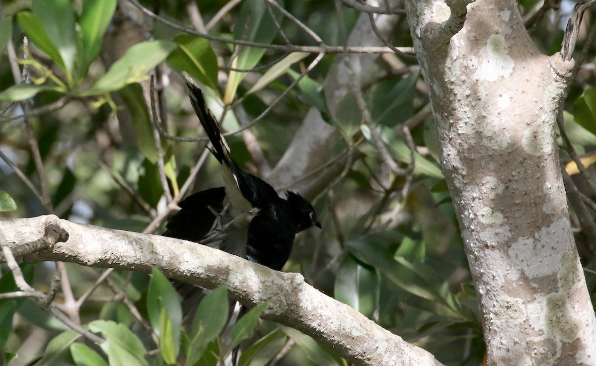 Levaillant's Cuckoo - ML142510621