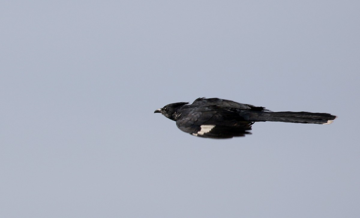 Levaillant's Cuckoo - ML142510721