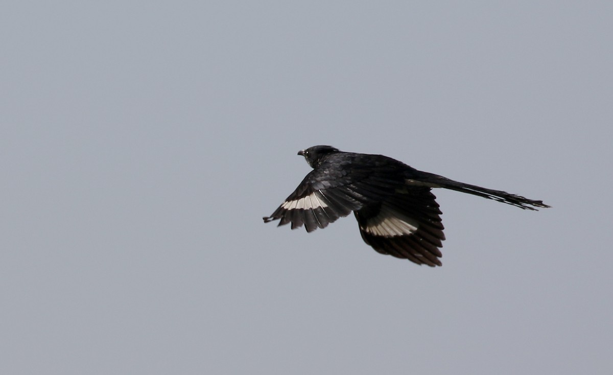 Levaillant's Cuckoo - Jay McGowan