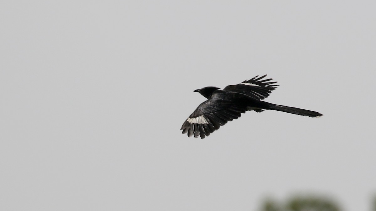 Levaillant's Cuckoo - ML142510841