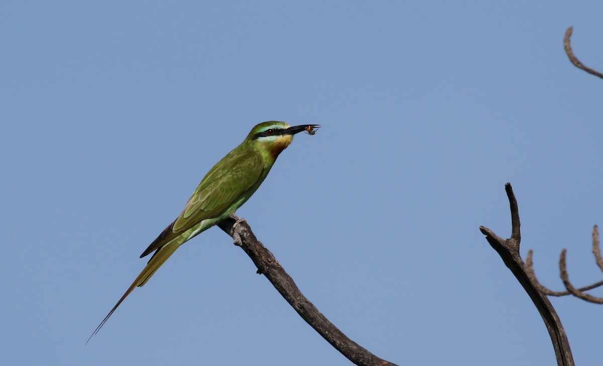 Blue-cheeked Bee-eater - ML142510971