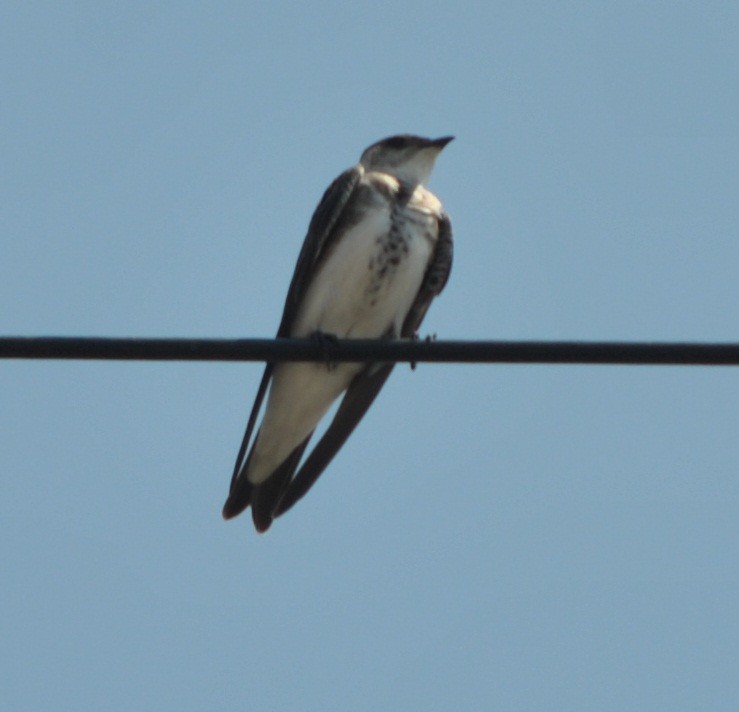 Brown-chested Martin - ML142511011