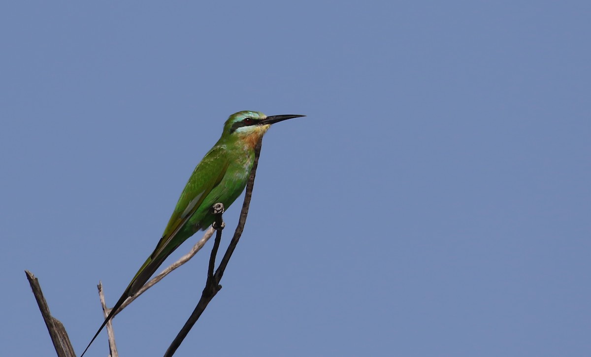 Blue-cheeked Bee-eater - ML142511031