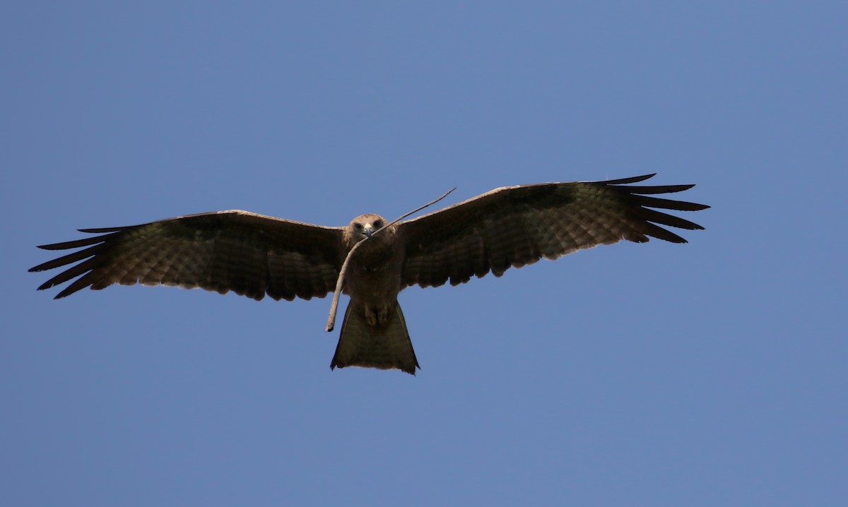 Black Kite - ML142511431