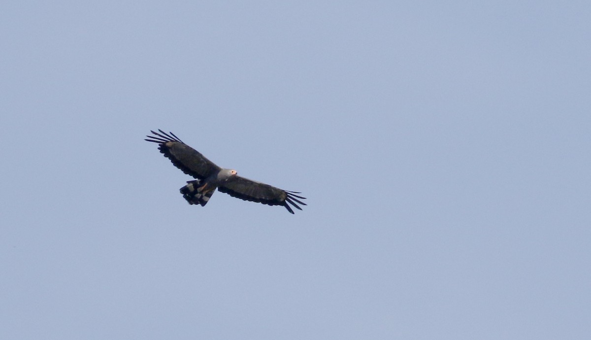 African Harrier-Hawk - Jay McGowan