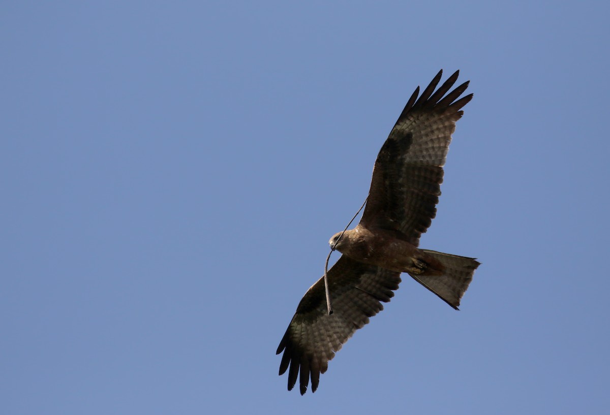 Black Kite - ML142511521