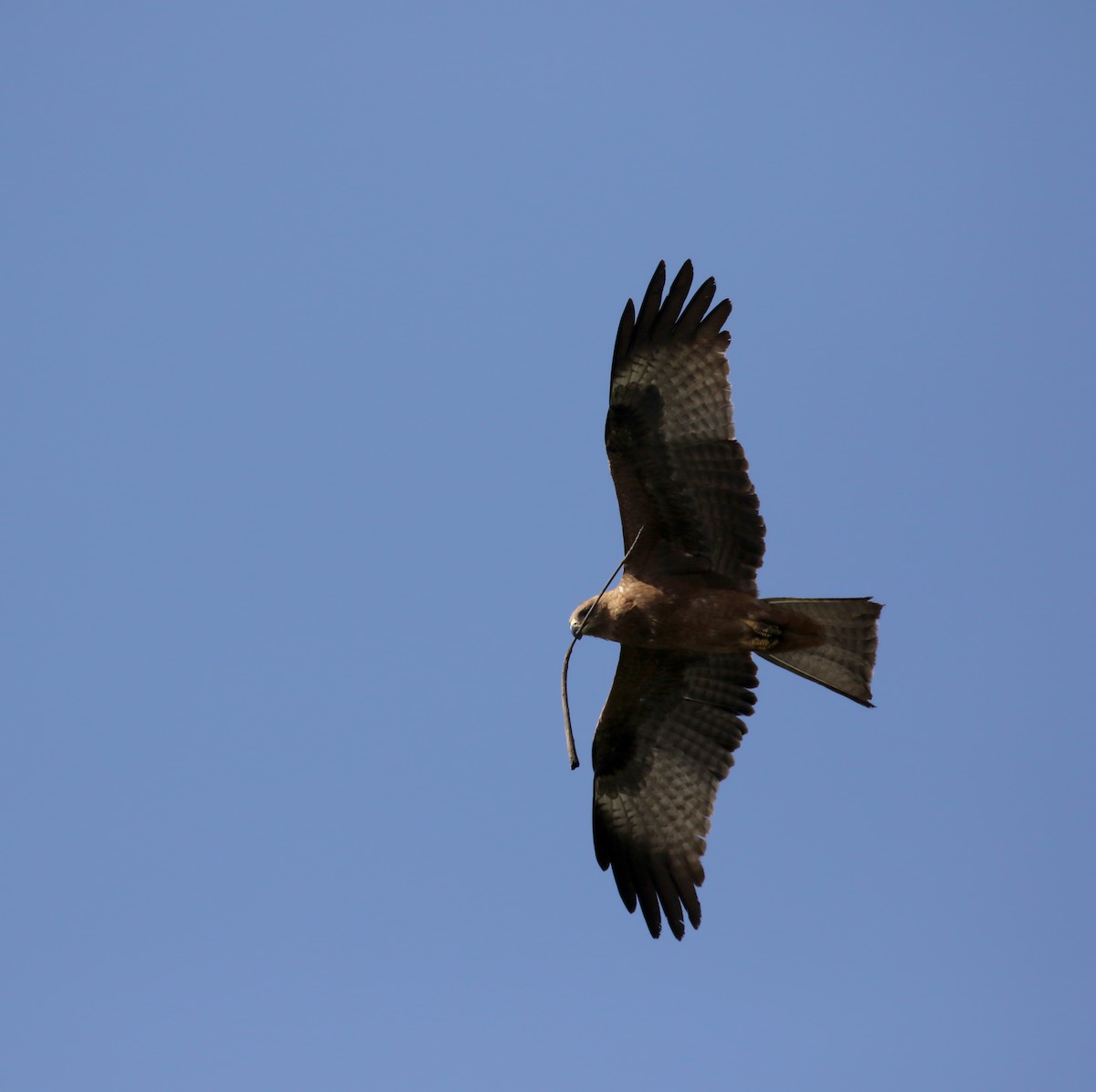 Black Kite - ML142511541