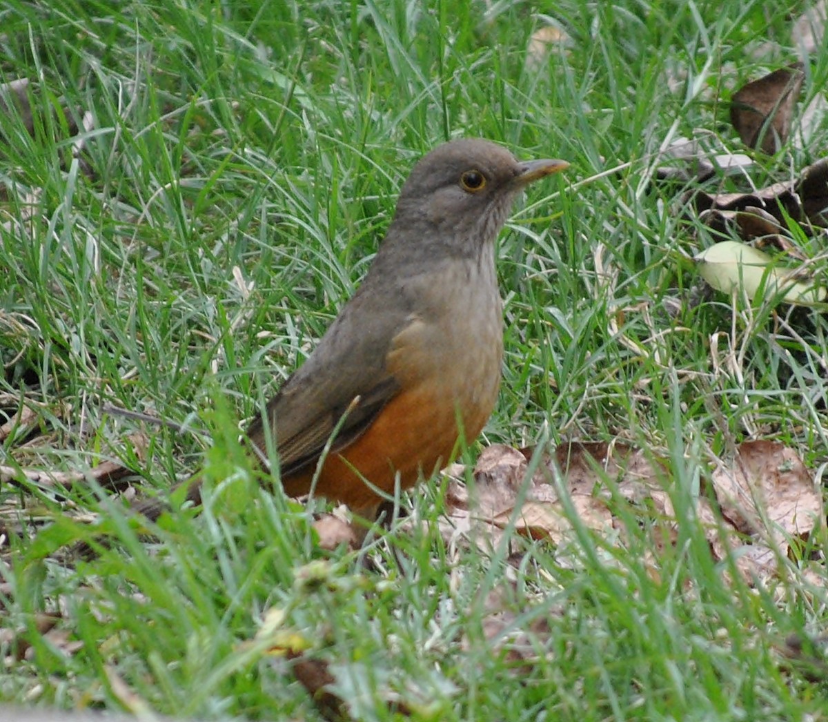 Rufous-bellied Thrush - ML142511701