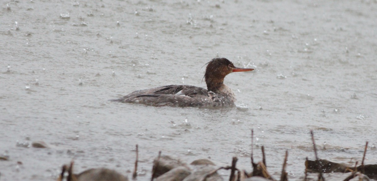 Red-breasted Merganser - ML142511941