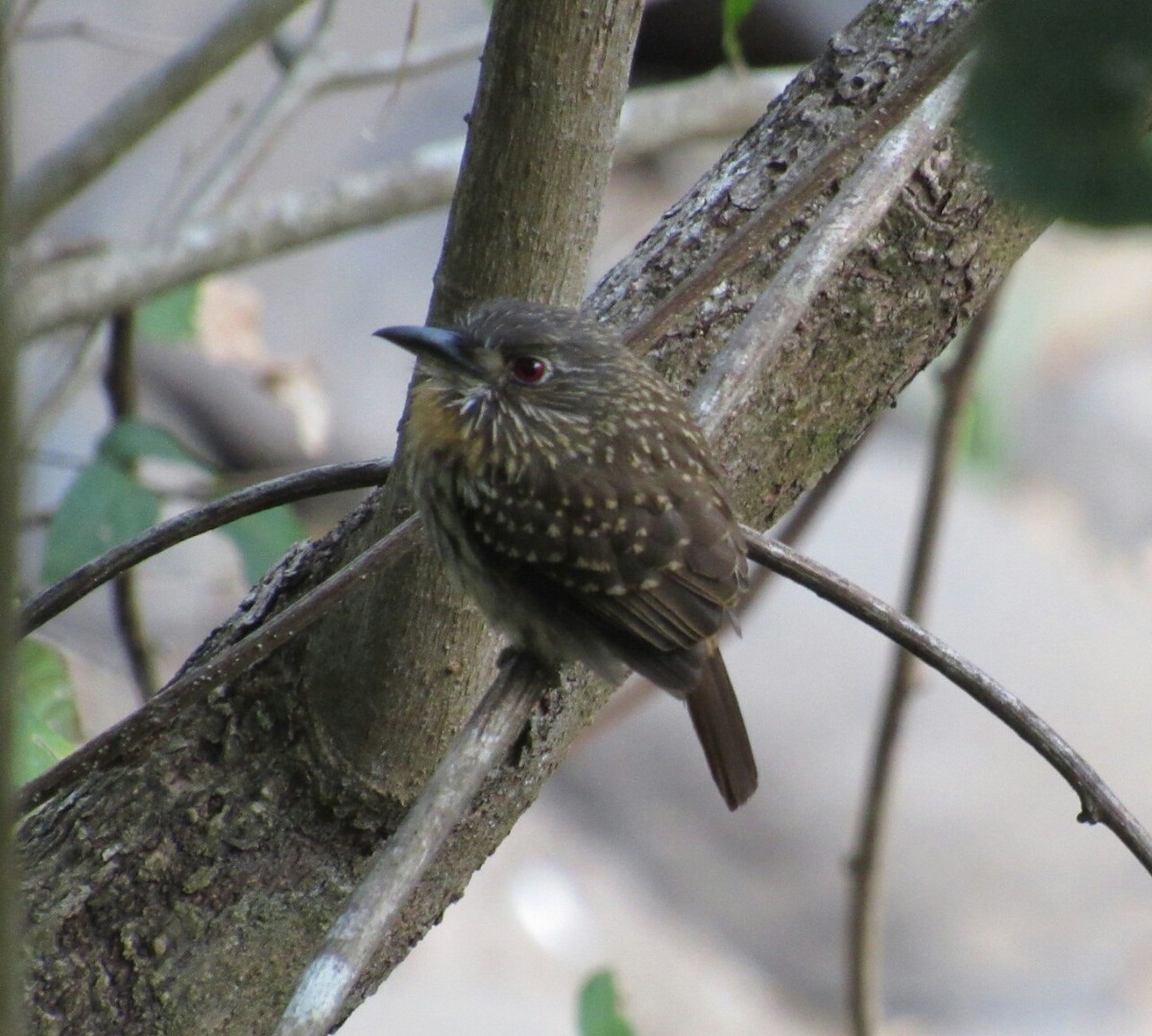 White-whiskered Puffbird - ML142512221