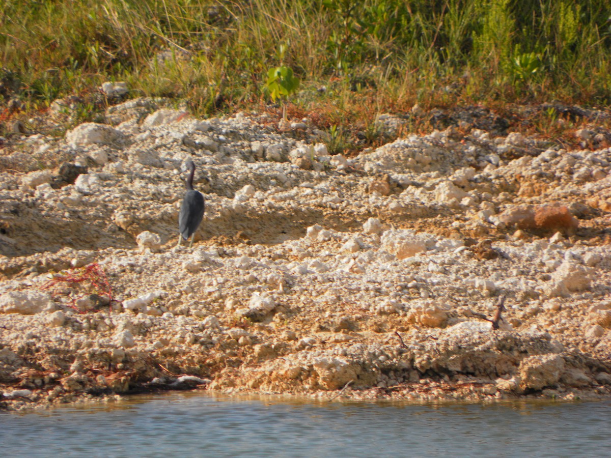 Little Blue Heron - Chad Kauffman