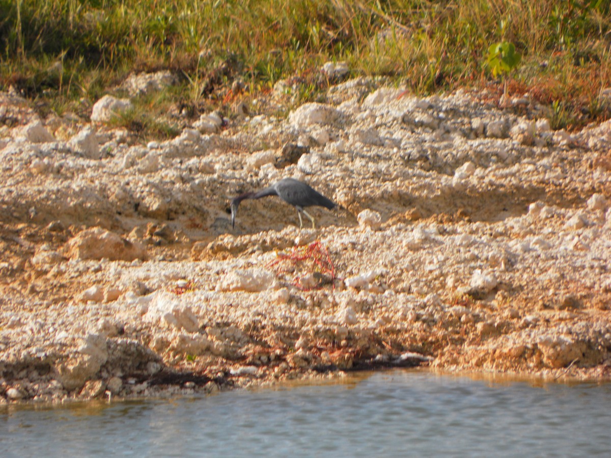 Little Blue Heron - ML142512431