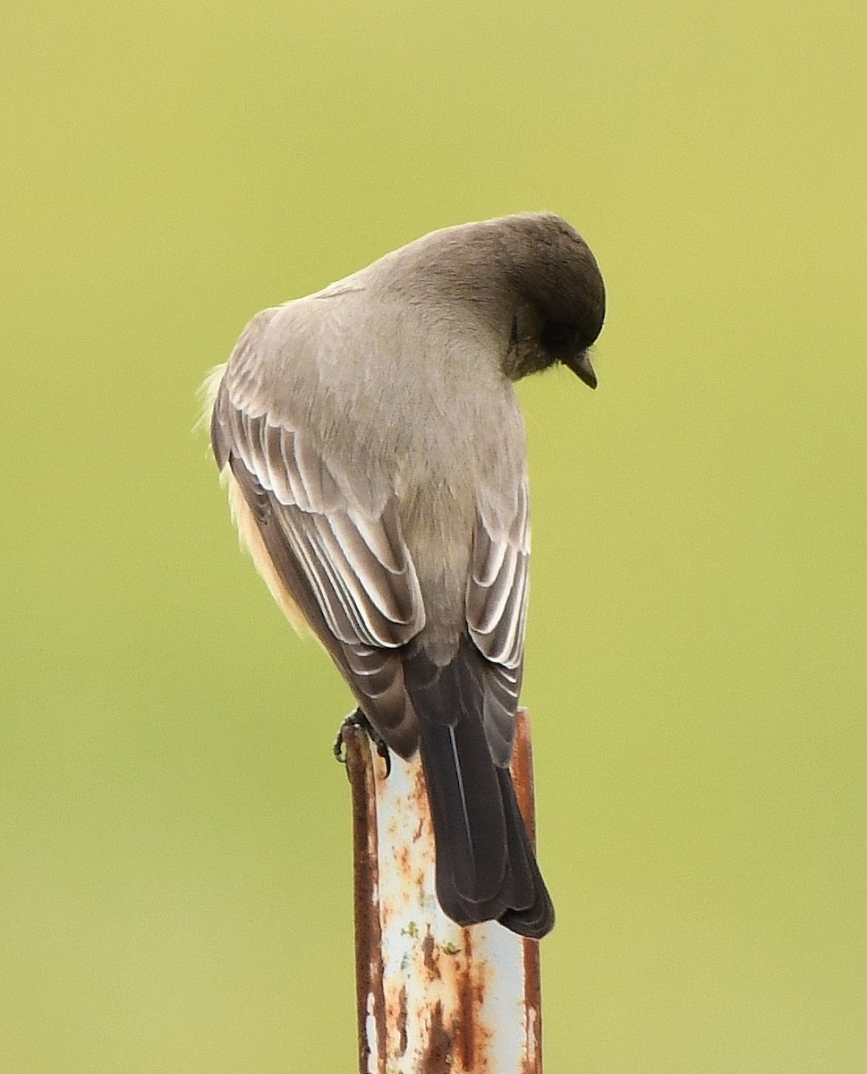 Say's Phoebe - Rachel Hudson