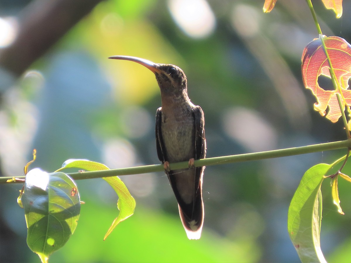 Rufous-breasted Hermit - Joan Baker