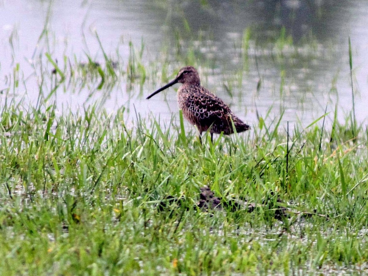 langnebbekkasinsnipe - ML142514191