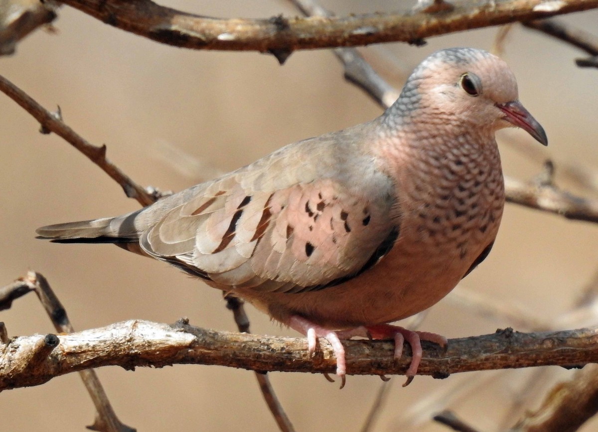 Common Ground Dove - ML142514631