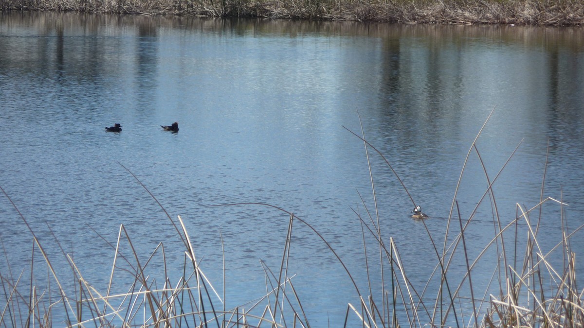 Hooded Merganser - ML142514891