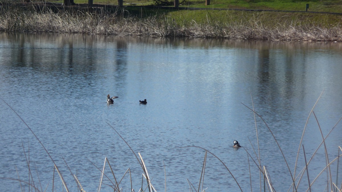 Hooded Merganser - ML142514931