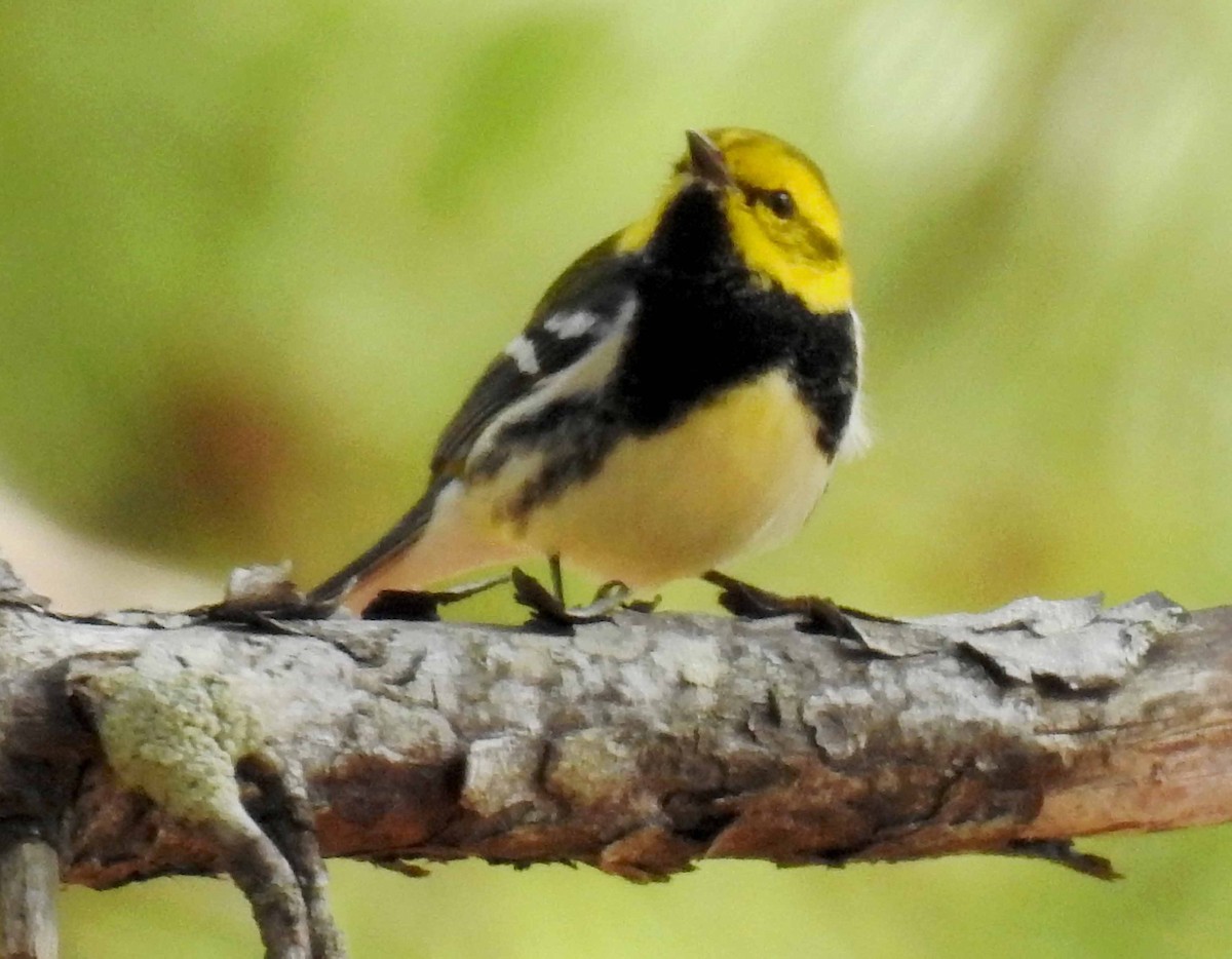 Black-throated Green Warbler - ML142514961