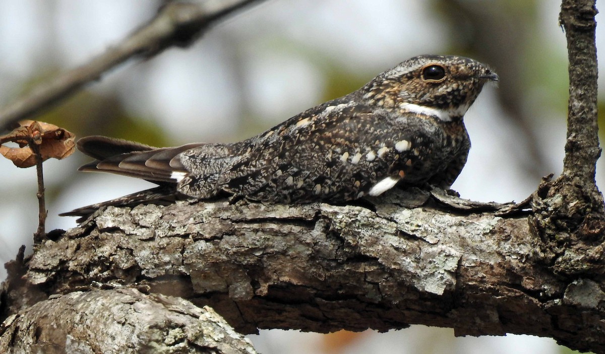 Lesser Nighthawk - Danilo Moreno