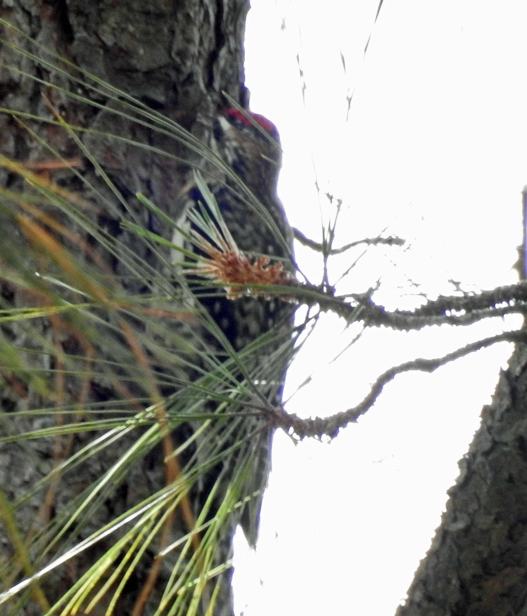 Yellow-bellied Sapsucker - ML142515671