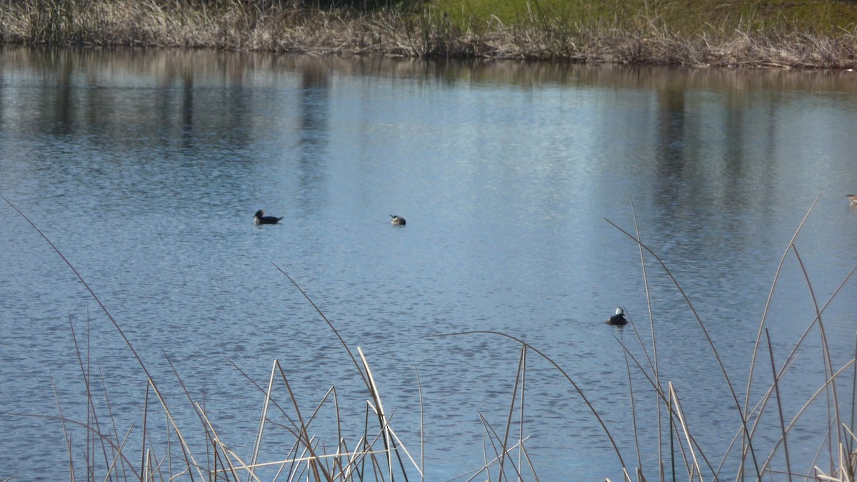 Hooded Merganser - ML142515741