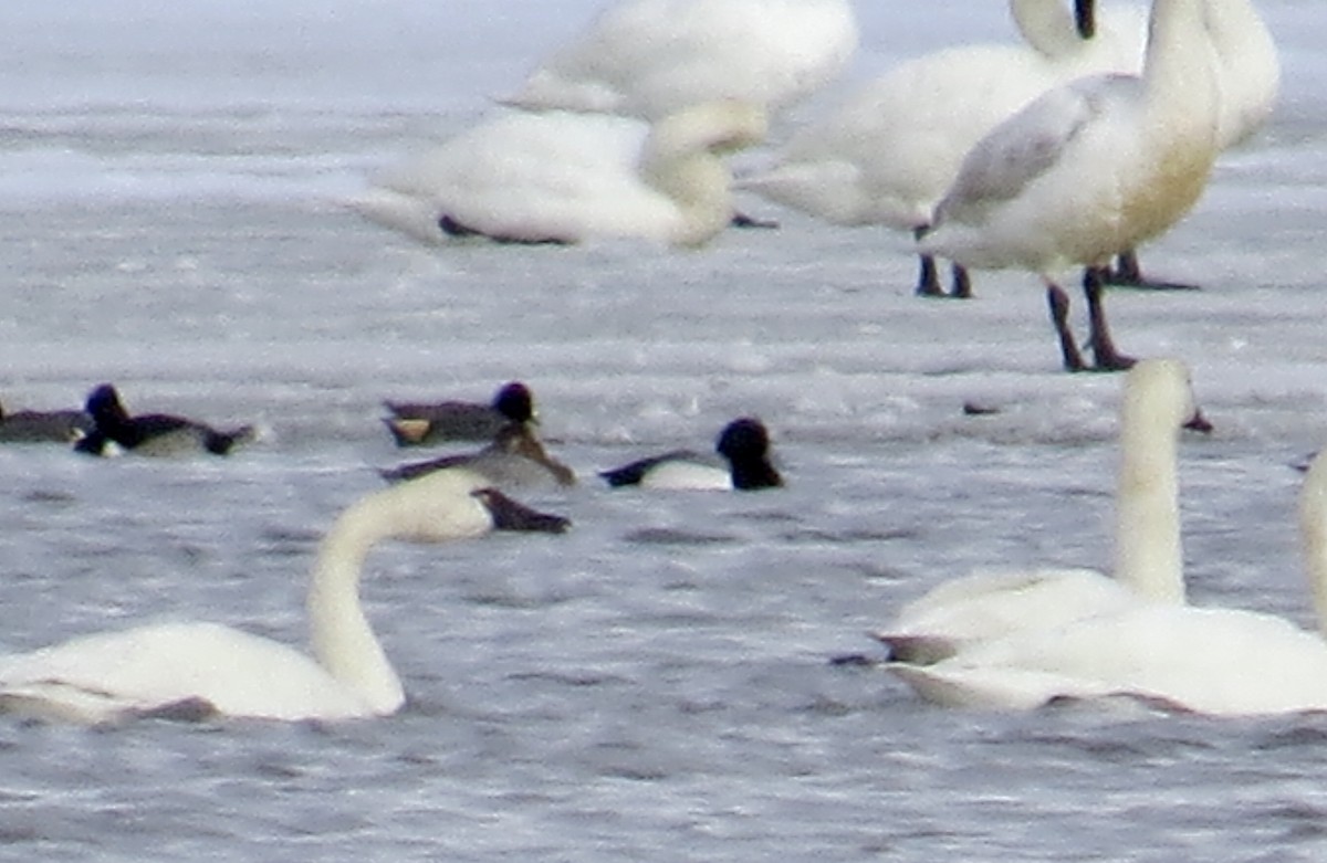 Greater Scaup - ML142516481