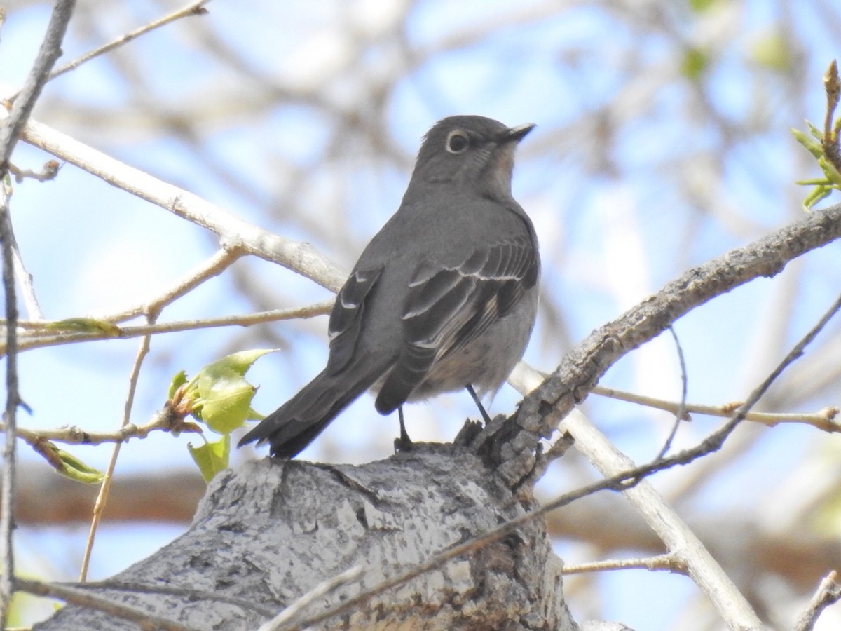 Townsend's Solitaire - Brian Johnson