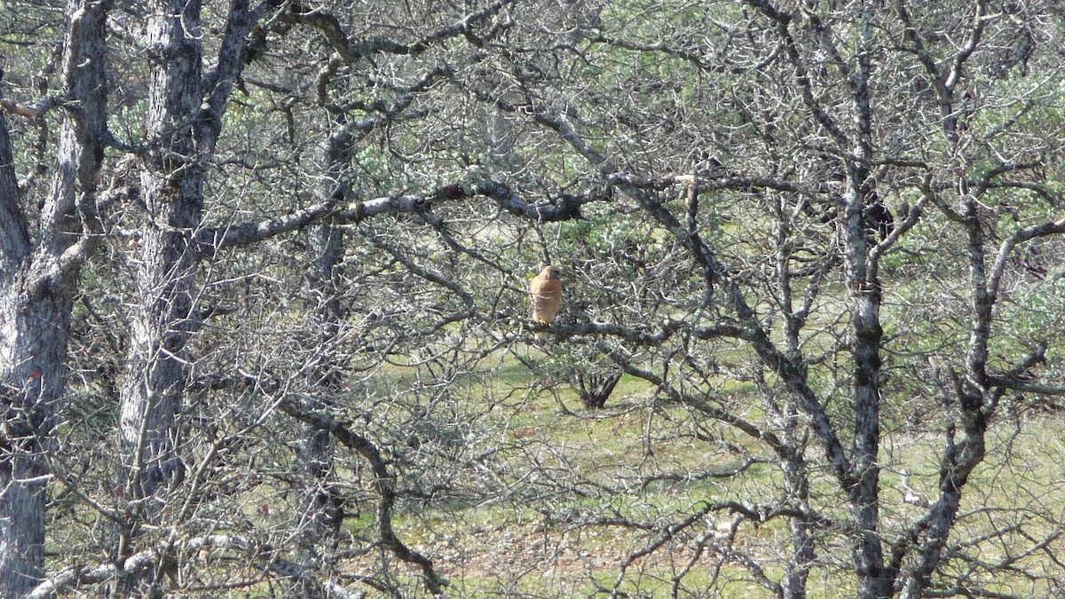 Red-shouldered Hawk - Alex C