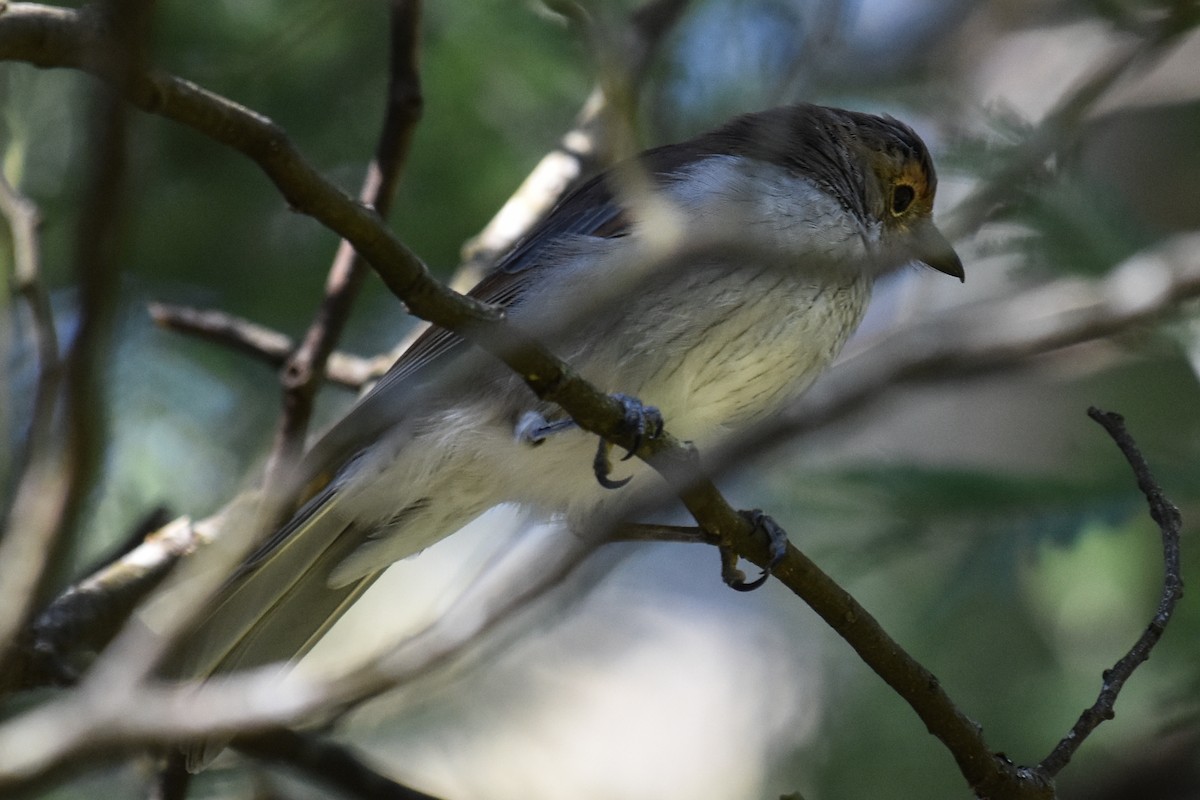 Gray Shrikethrush - Peter Griffiths