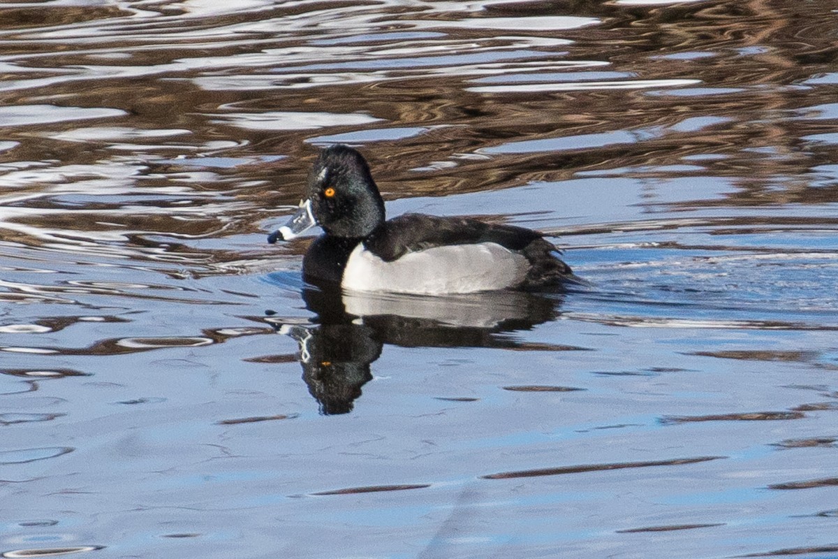 Ring-necked Duck - John Reynolds