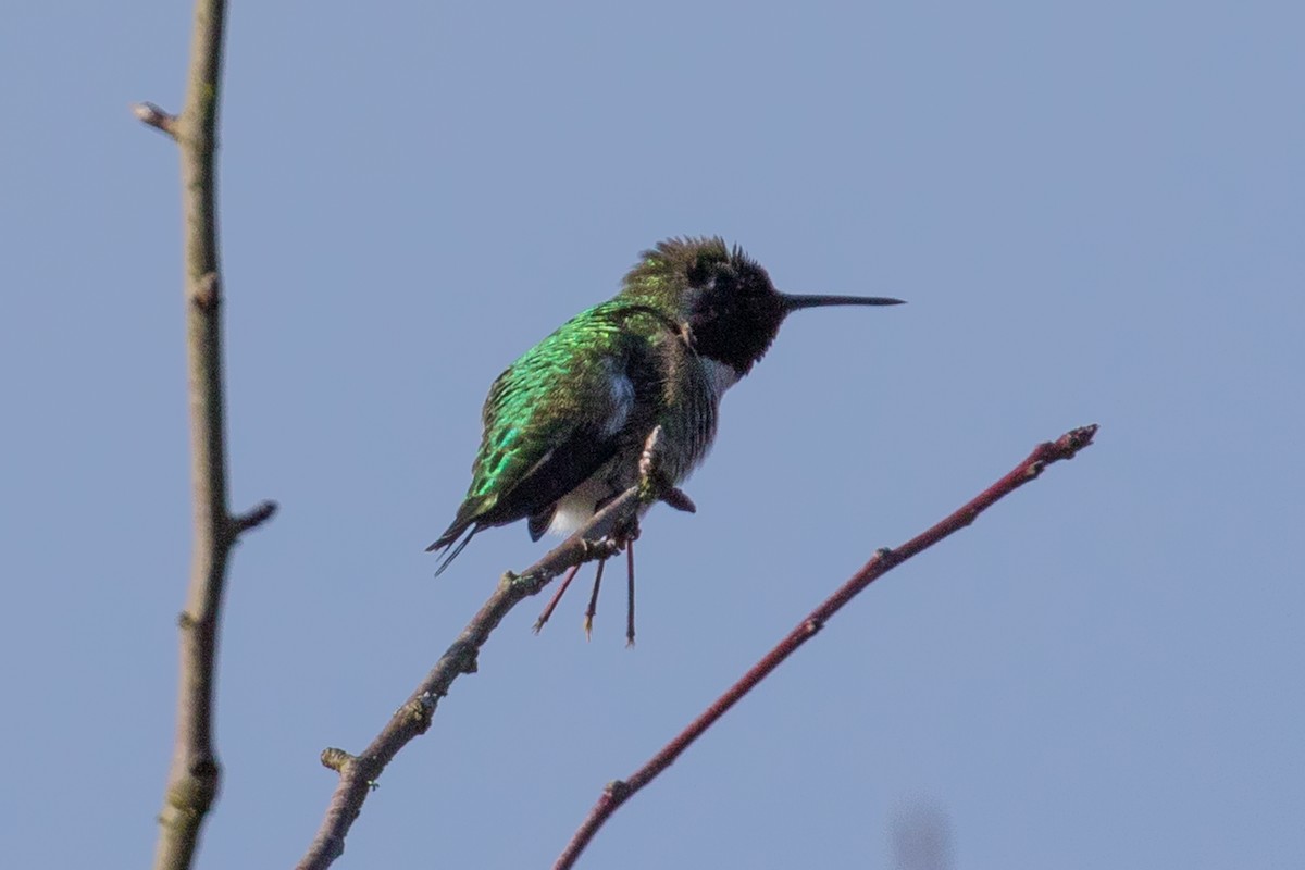 rødmaskekolibri - ML142517781