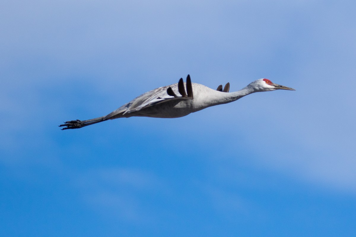 Sandhill Crane - ML142518631