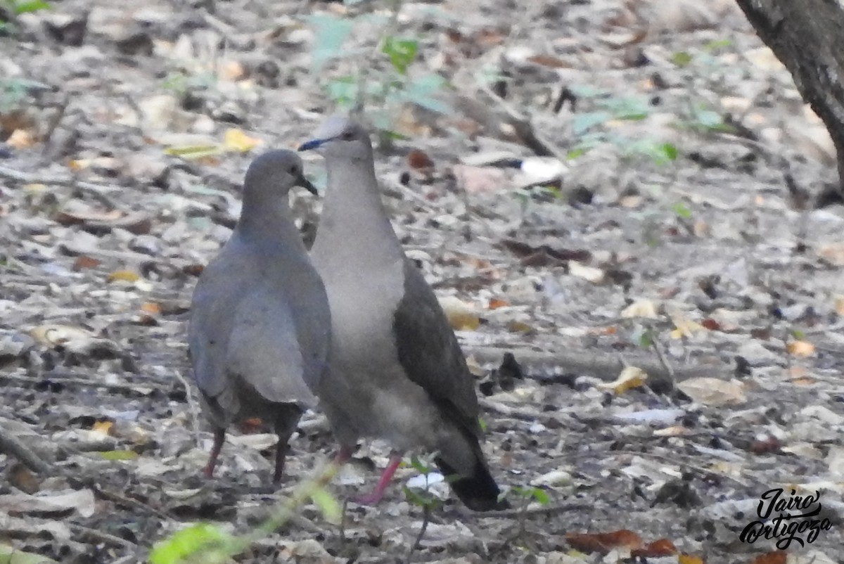 White-tipped Dove - Jairo Ortigoza del Angel