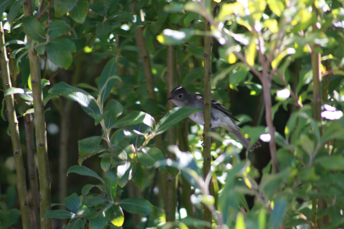 White-crested Elaenia - ML142519311