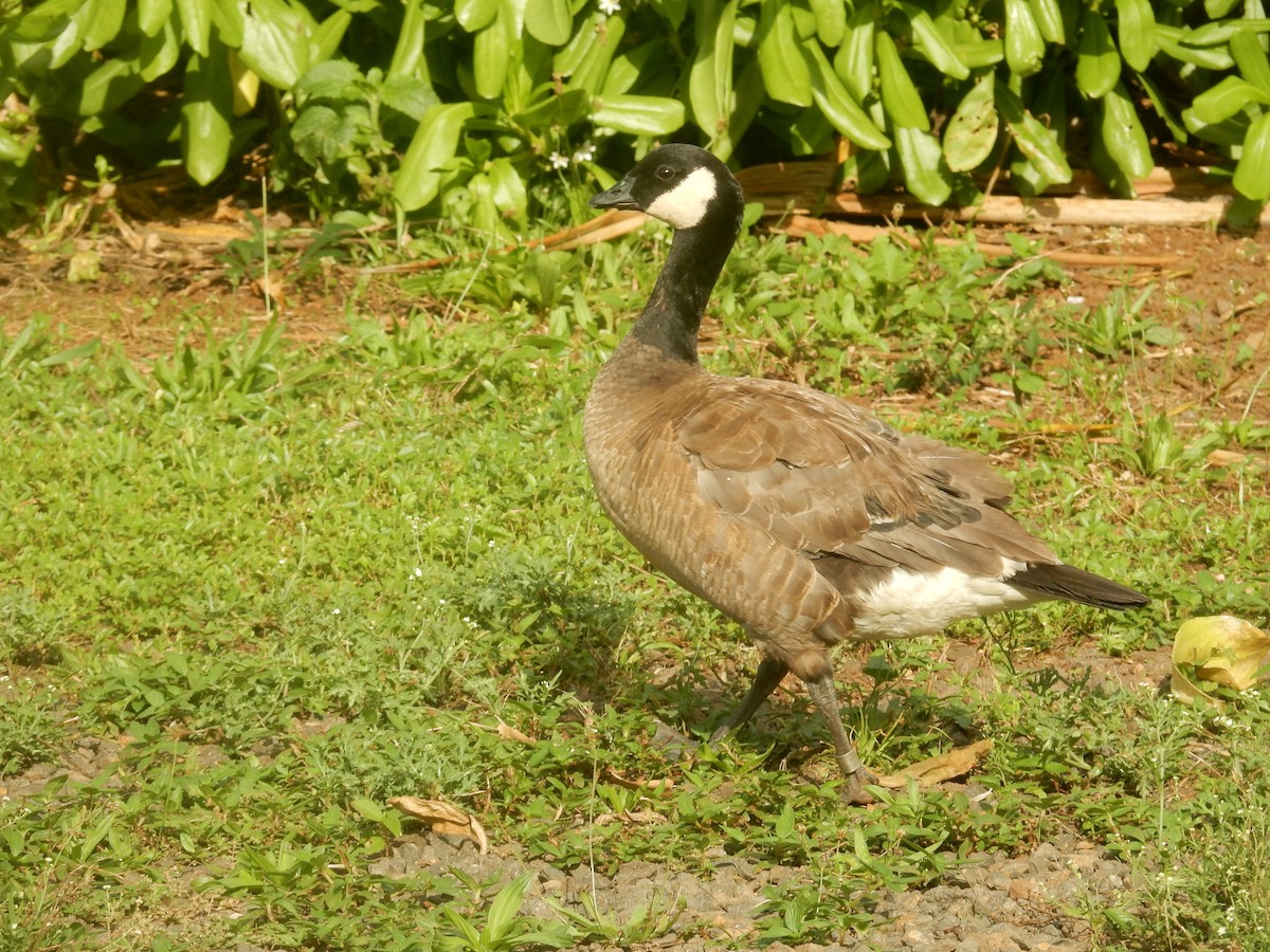 Cackling Goose - Jennifer Rothe