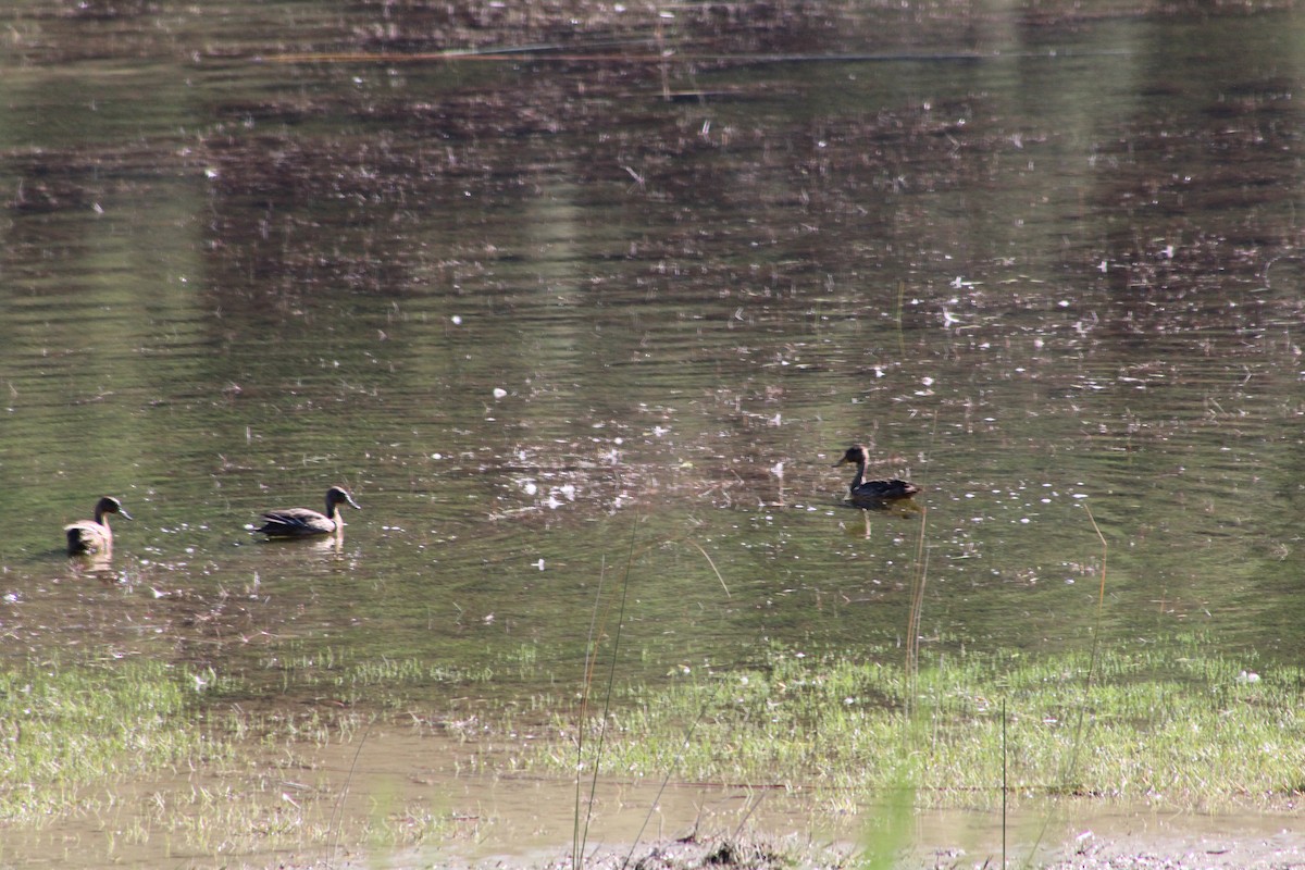 Yellow-billed Pintail - ML142520281