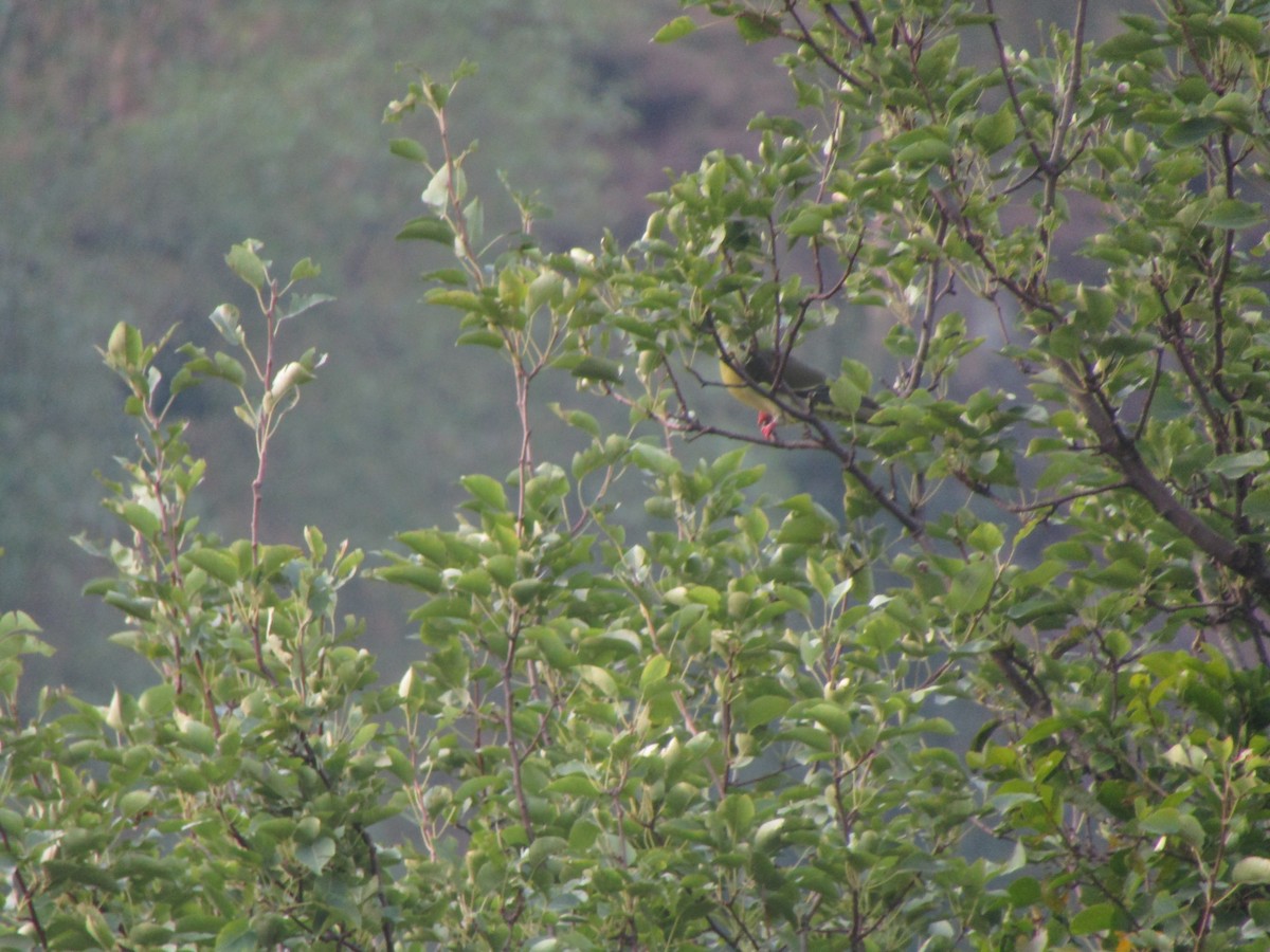 Wedge-tailed Green-Pigeon - ML142520411