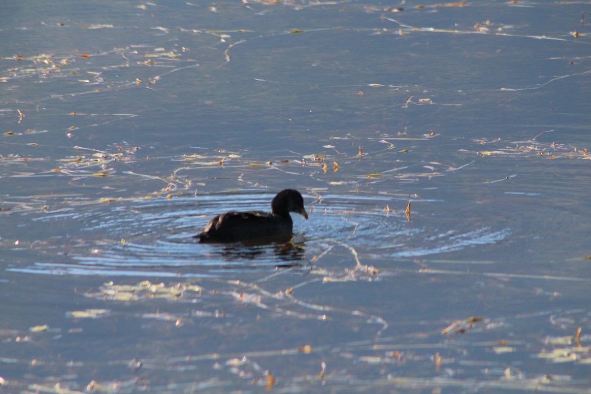 Red-gartered Coot - ML142520681