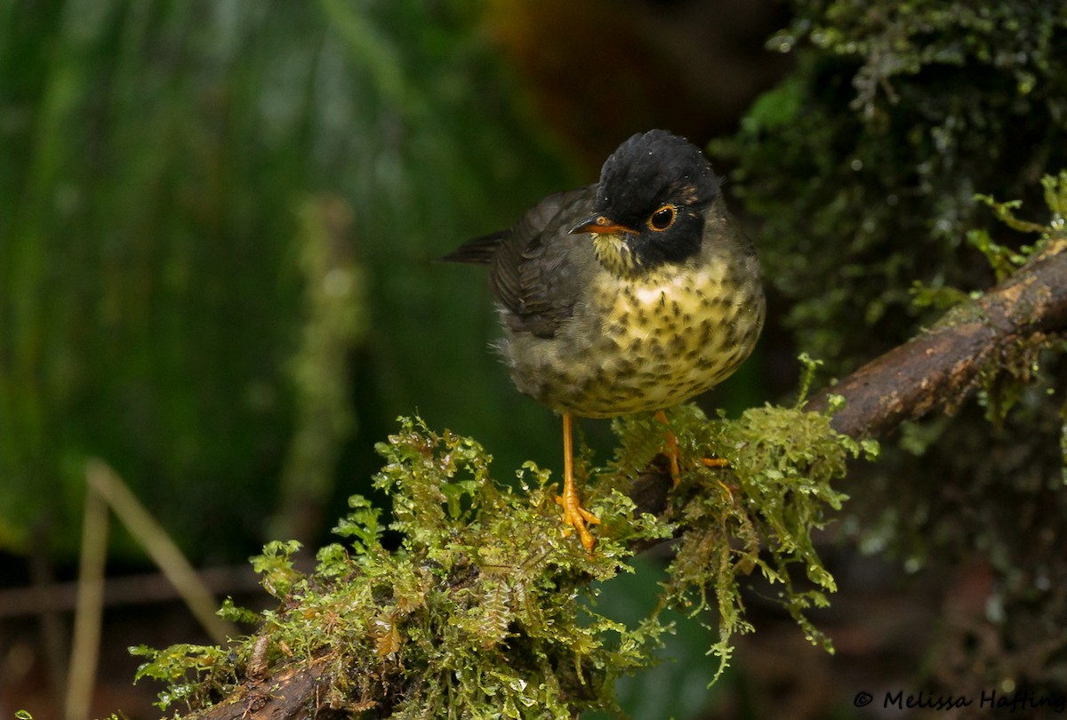 Speckled Nightingale-Thrush - ML142521381