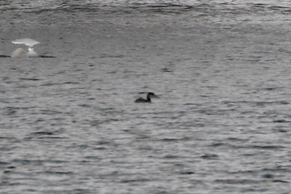 Red-necked Grebe - ML142521611