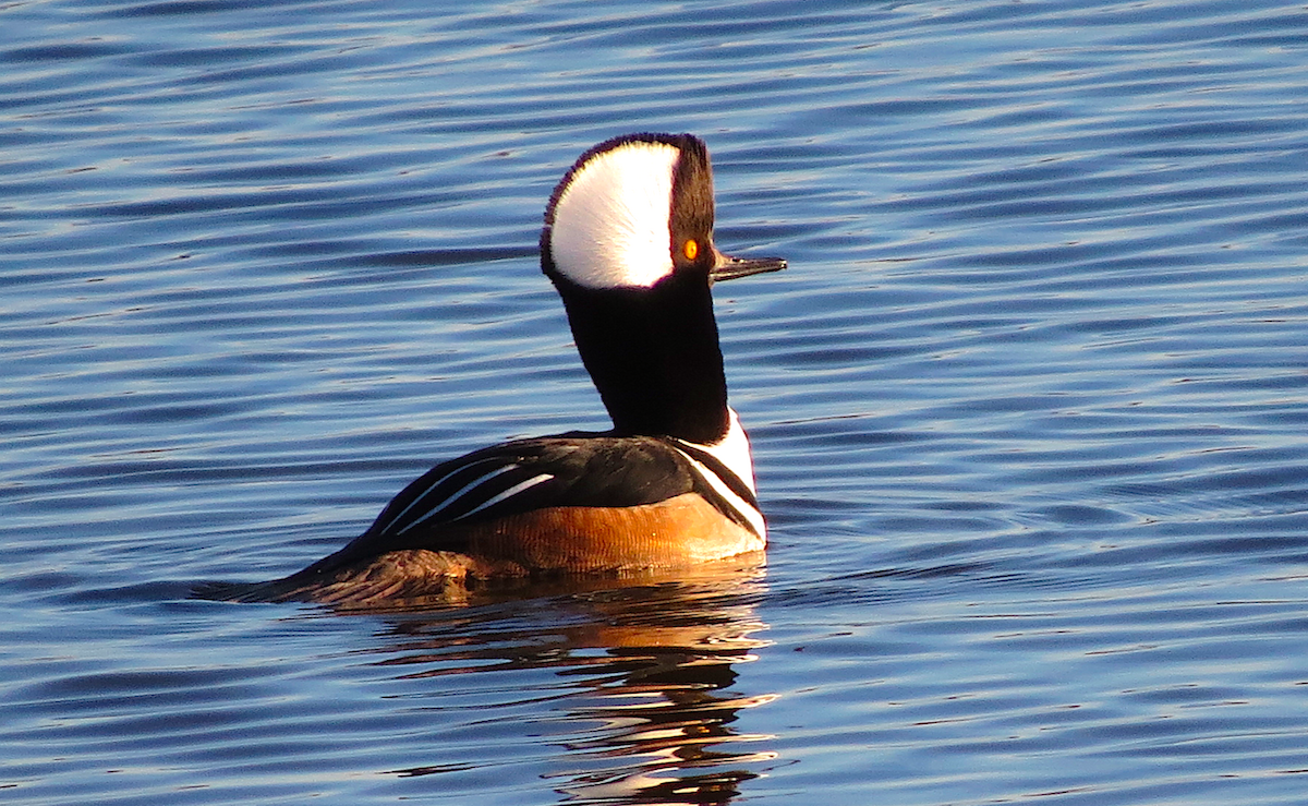 Hooded Merganser - Ted Floyd