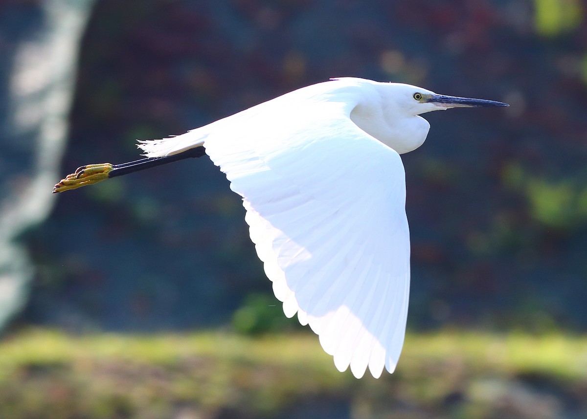 Little Egret - Piming Kuo