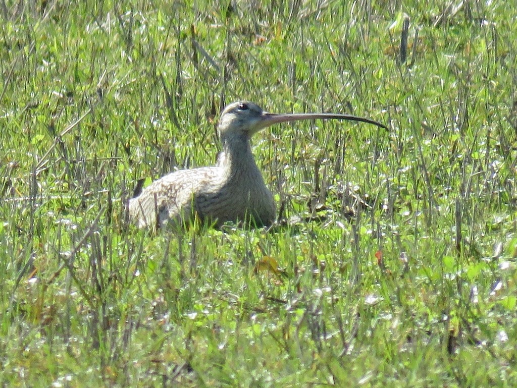 koliha americká - ML142524231